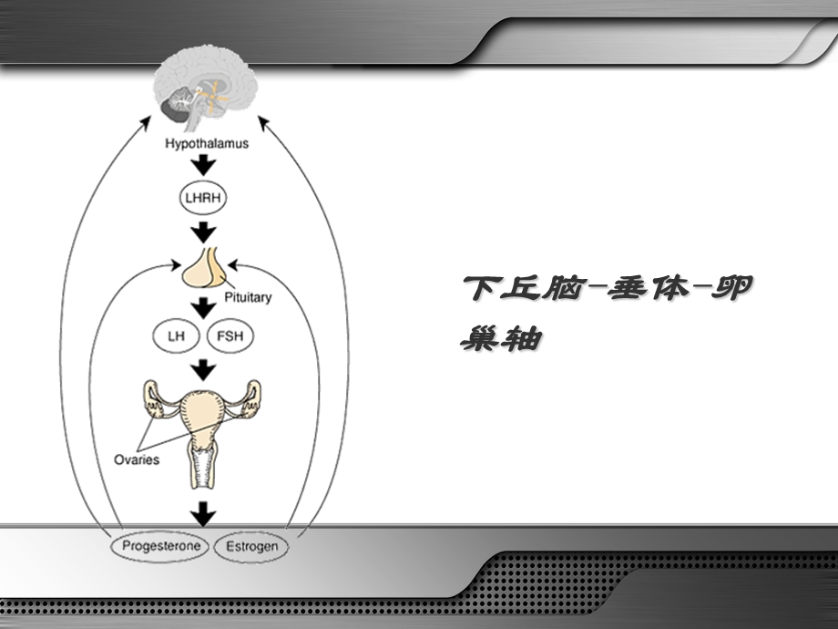 常见妇科疾病的诊治及青期性教育吕杰强ppt课件PPT文档.ppt_第2页