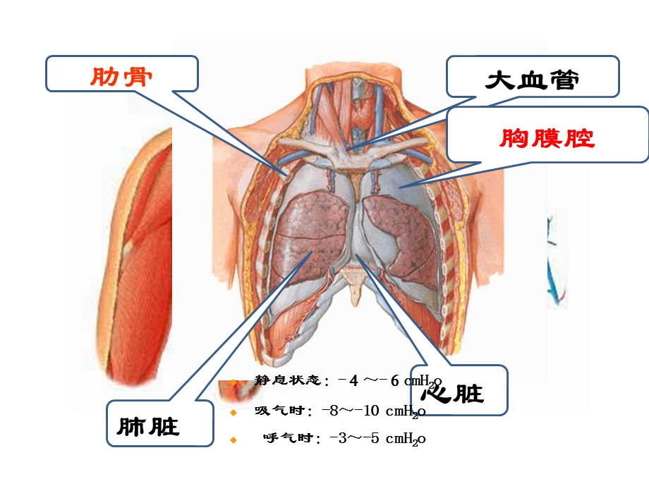 最新护理教学胸部损伤PPT文档.pptx_第2页