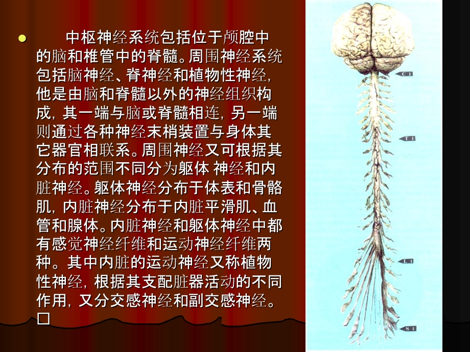 22神经系统总论和脊髓文档资料.ppt_第2页