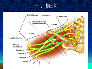 最新臂从损伤课件PPT文档.ppt