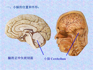 系统解剖学课件文档资料.ppt