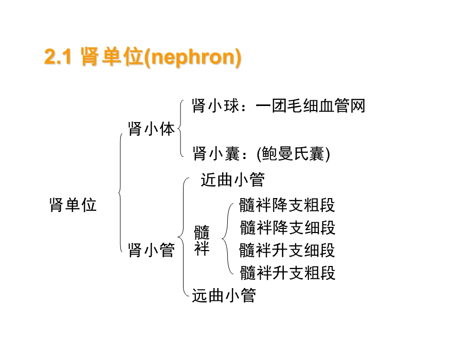 最新：第十章渗透调节与排泄肾脏生理文档资料.ppt_第3页