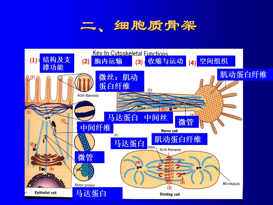 6细胞骨架PPT文档资料.ppt_第2页