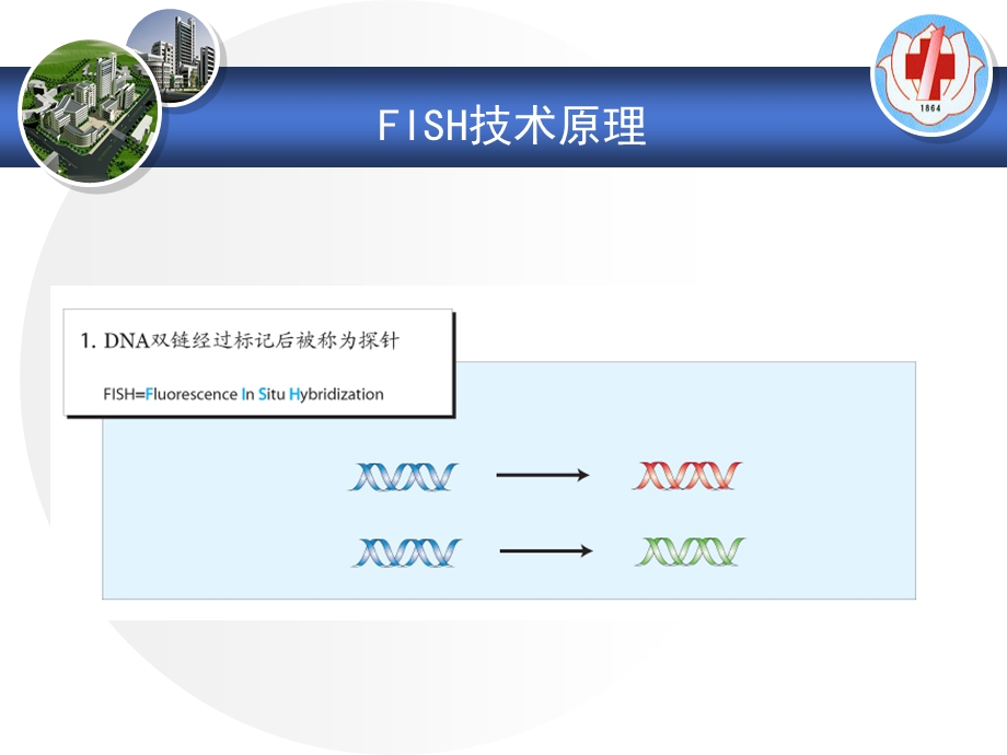 FISH技术在血液肿瘤中的应用精选文档.ppt_第2页