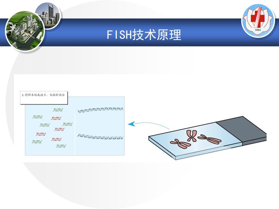 FISH技术在血液肿瘤中的应用精选文档.ppt_第3页