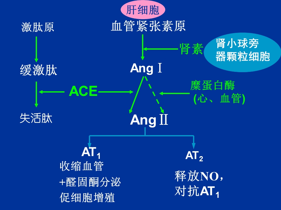 地二十三章肾素血管紧张素PPT文档.ppt_第1页