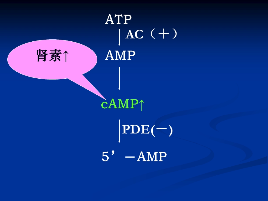 地二十三章肾素血管紧张素PPT文档.ppt_第3页