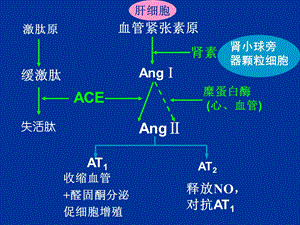 地二十三章肾素血管紧张素PPT文档.ppt