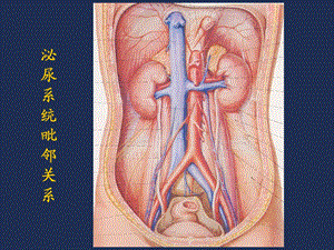 泌尿系统影像表现及常见疾病的影像诊断精选文档.ppt