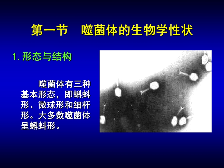 第04章噬菌体ppt课件名师编辑PPT课件.ppt_第3页