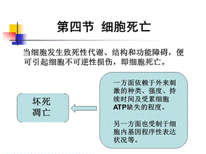 最新：病理学坏死高校精品ppt课件文档资料.ppt