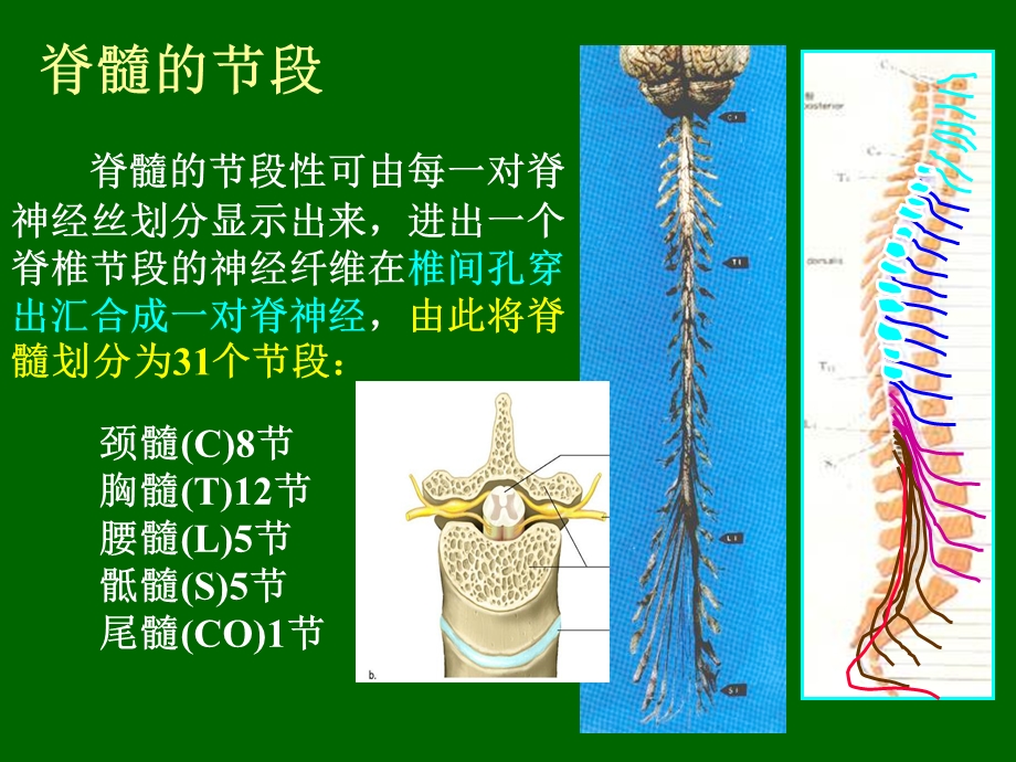 511神经系统脊髓PPT课件.ppt_第2页