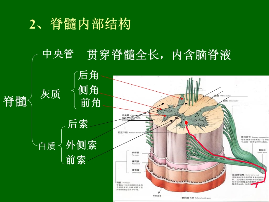 511神经系统脊髓PPT课件.ppt_第3页