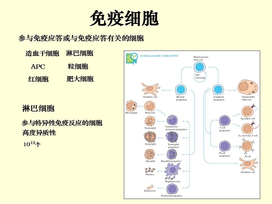 淋巴细胞文档资料.ppt_第1页