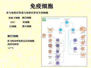 淋巴细胞文档资料.ppt