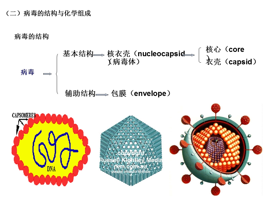 病毒的基本特性文档资料.ppt_第3页