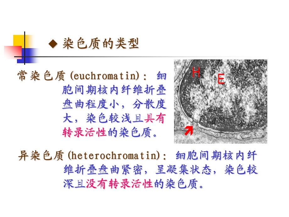 最新医学遗传学细胞与分子基础PPT文档.ppt_第3页