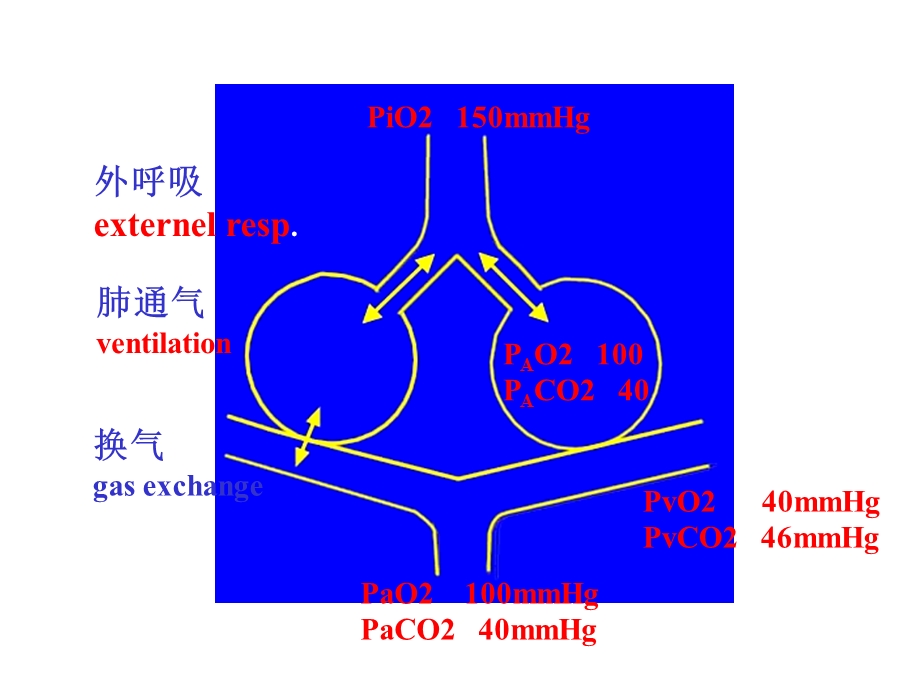 最新：病理生理学网络课件第15章呼吸功能不全课件文档资料.ppt_第3页