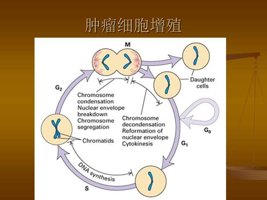 化疗药的使顺序及机理文档资料.ppt_第1页