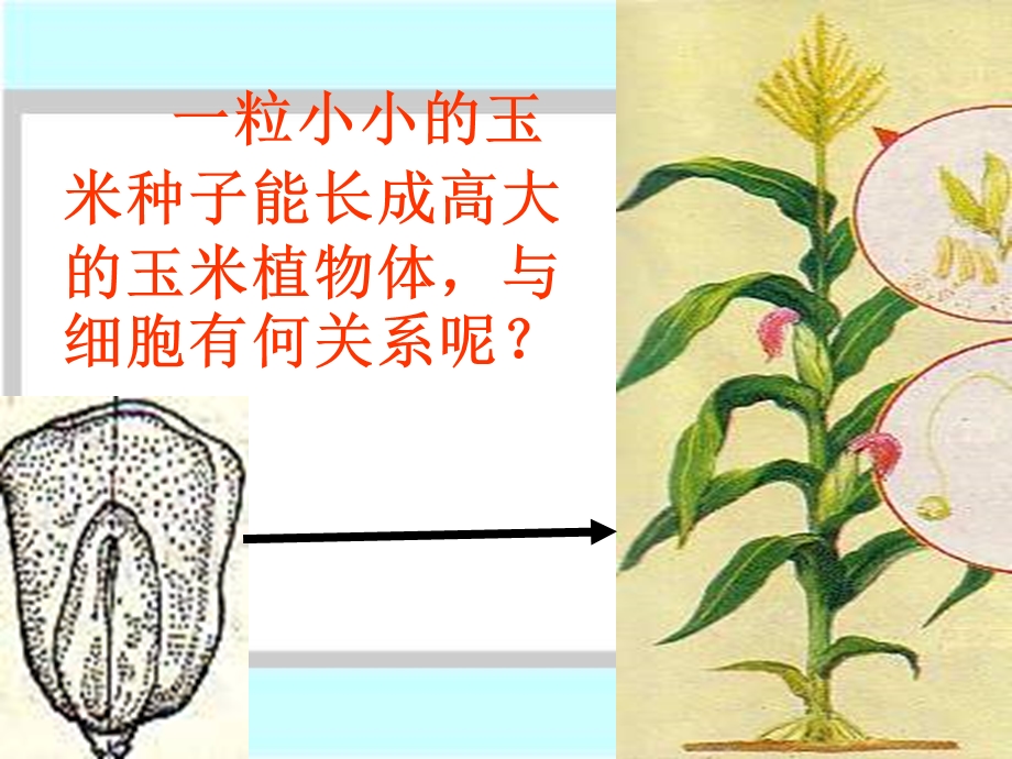 最新七年级生物细胞通过分裂产生新细胞10000PPT文档.ppt_第1页