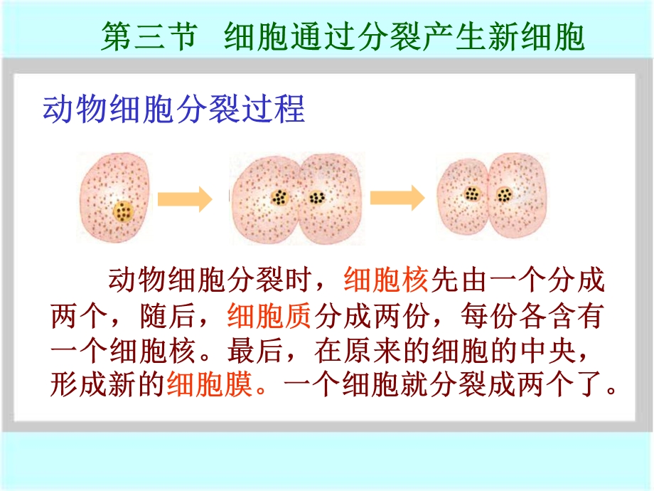 最新七年级生物细胞通过分裂产生新细胞10000PPT文档.ppt_第3页