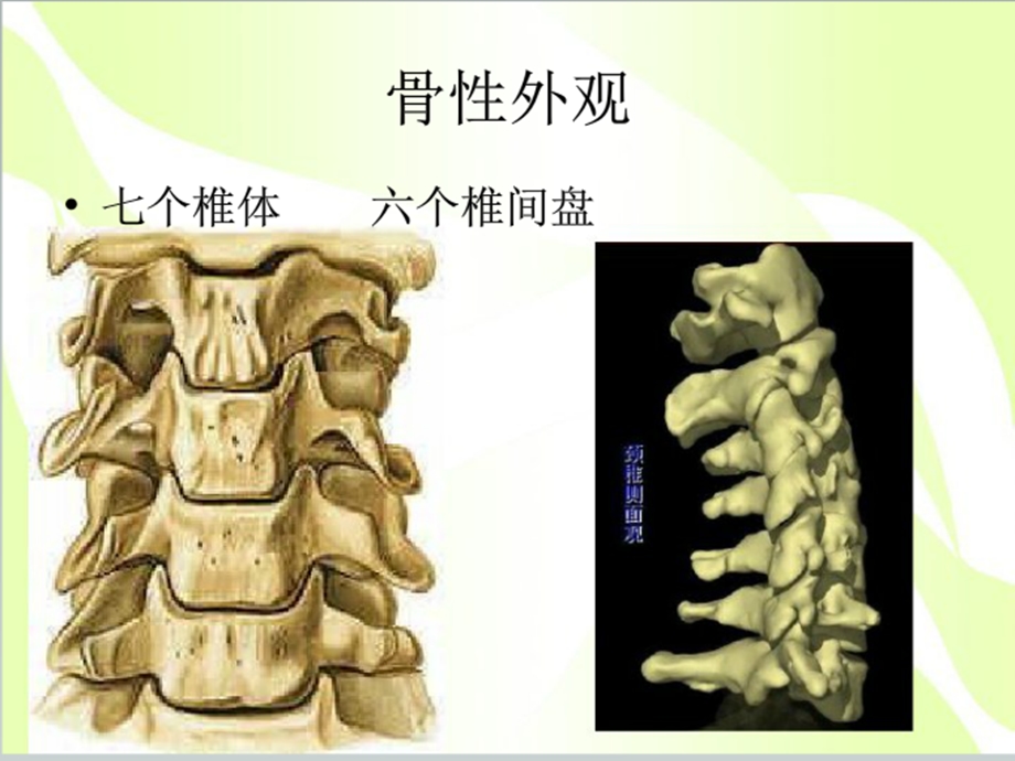 最新：科普讲座颈椎病退变机制及防治文档资料.ppt_第2页