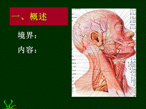 局部解剖颈部PPT文档.ppt