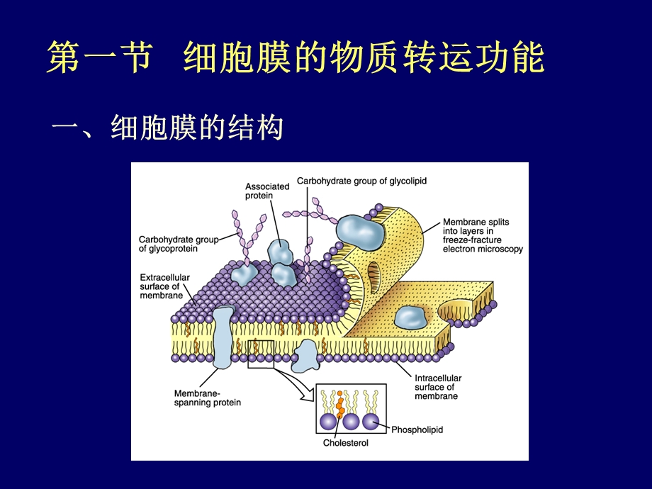 最新生理学杨莉细胞基本功能PPT文档.ppt_第1页