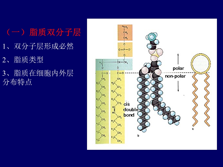 最新生理学杨莉细胞基本功能PPT文档.ppt_第3页