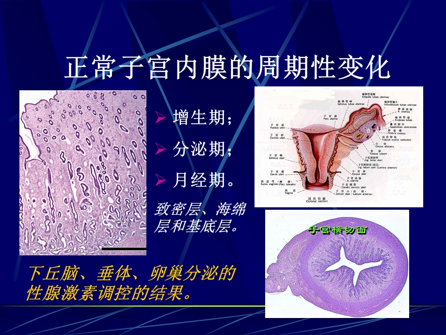 子宫内膜和乳腺疾病PPT课件PPT文档.ppt_第2页