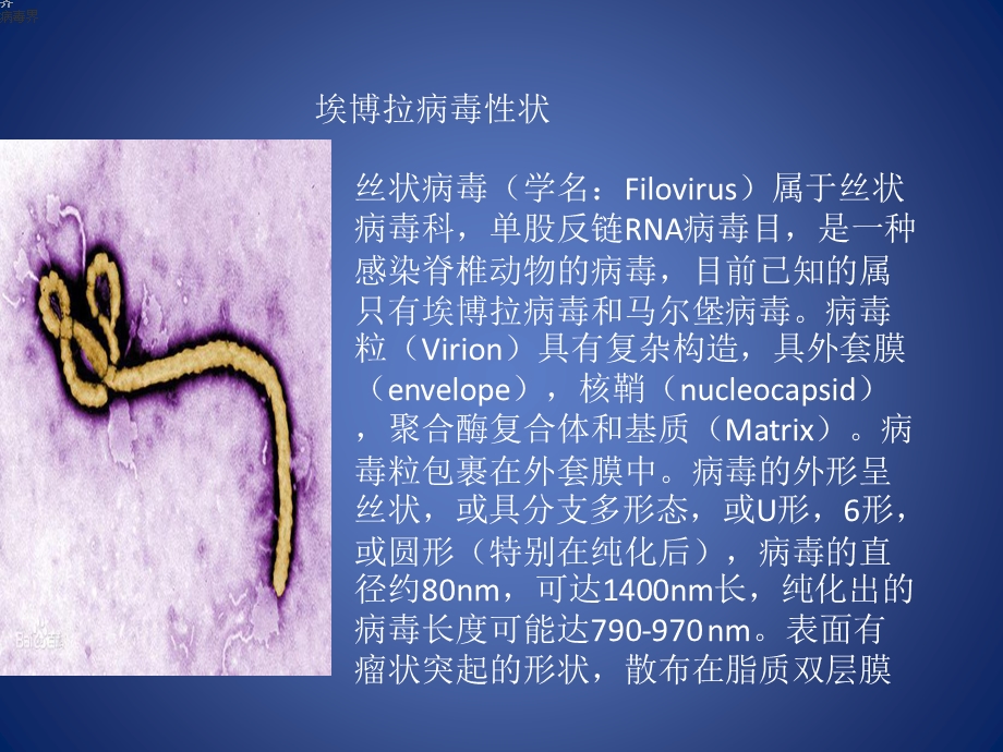 最新：埃博拉出血热文档资料.pptx_第2页