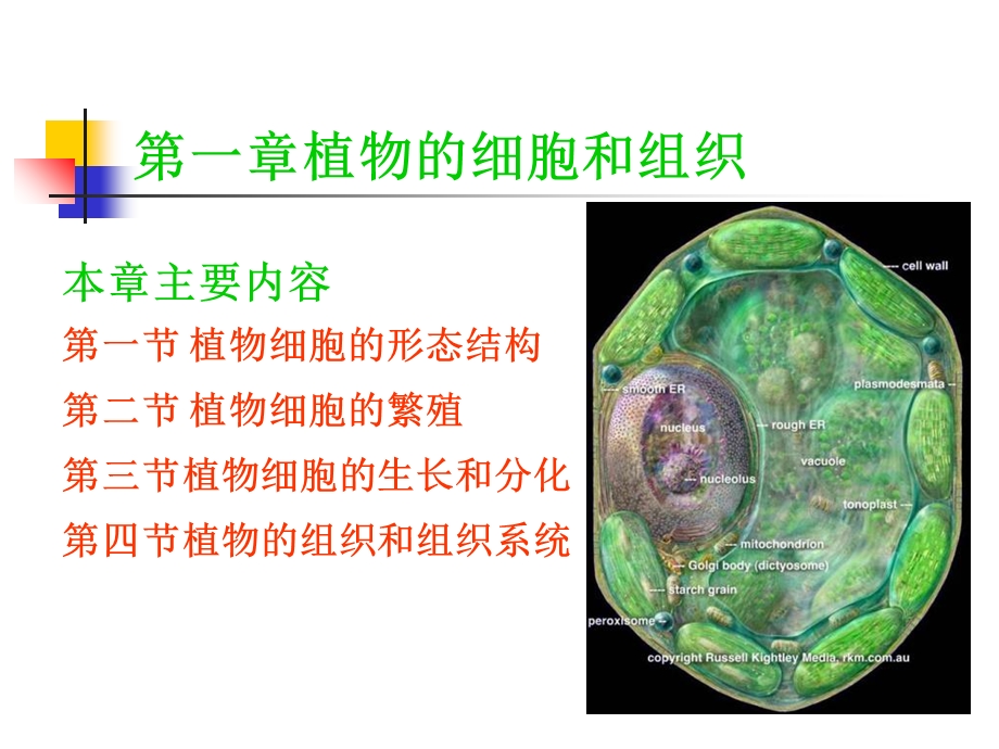 最新植物的细胞核组织一PPT文档.ppt_第1页