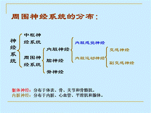 最新第5篇神经系统第3章第1节脊神经PPT文档.ppt