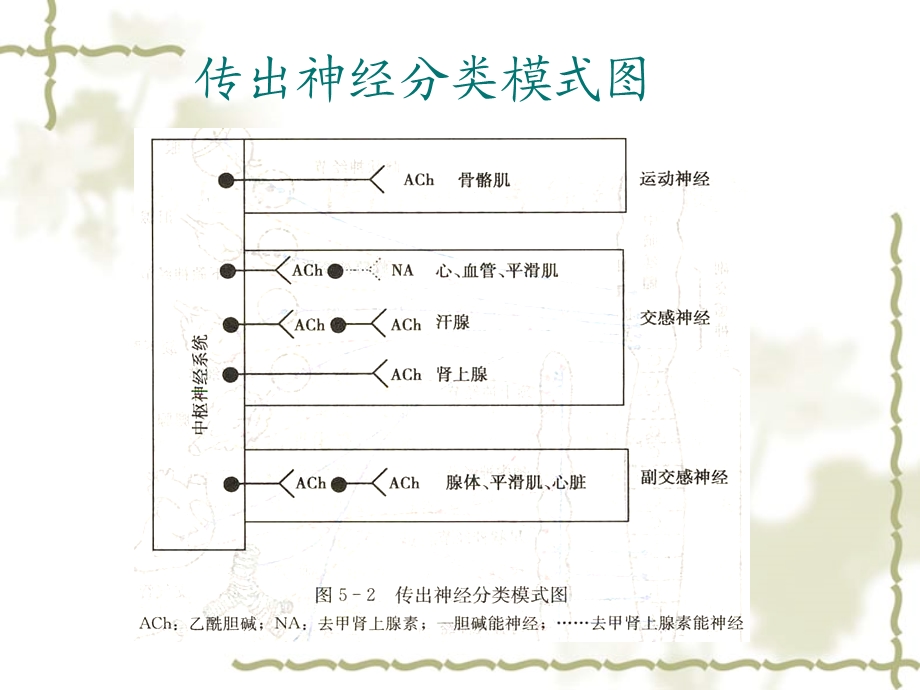 外周神经系统药理课件精选文档.ppt_第2页