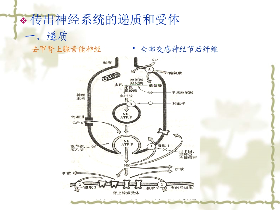 外周神经系统药理课件精选文档.ppt_第3页