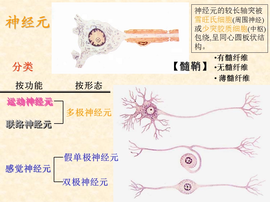 最新：神经解剖之总论脊髓文档资料.ppt_第2页