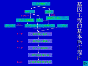 最新：基因工程和细胞工程文档资料.ppt