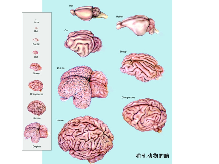 最新神经系统的发育PPT文档.pptx_第1页