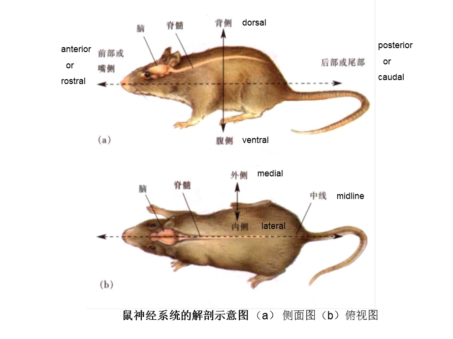 最新神经系统的发育PPT文档.pptx_第2页