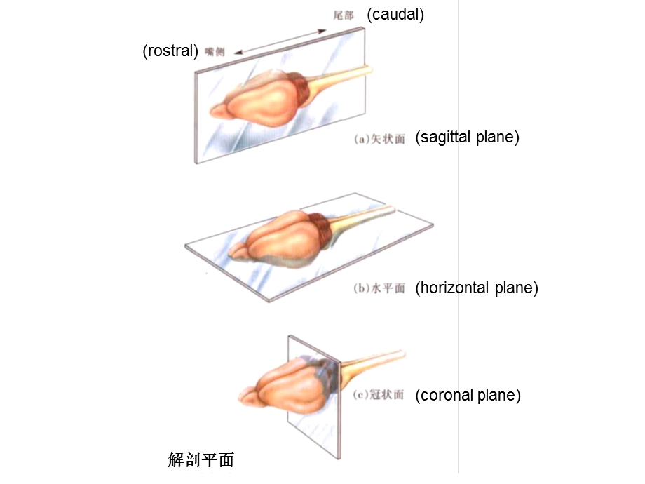 最新神经系统的发育PPT文档.pptx_第3页