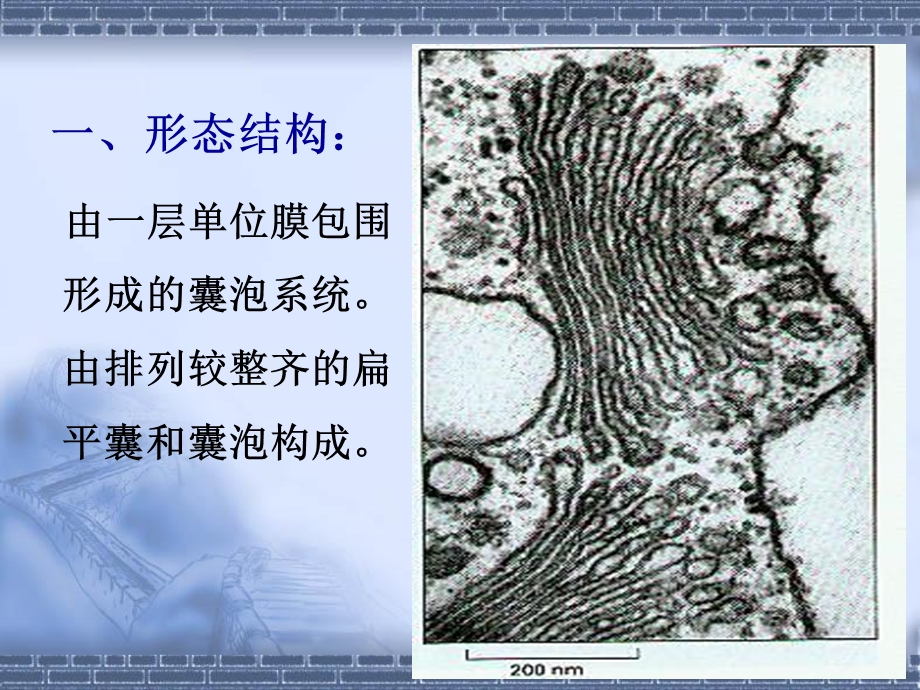 最新：医学细胞生物学细胞质和细胞器第五讲赵崴文档资料.ppt_第1页