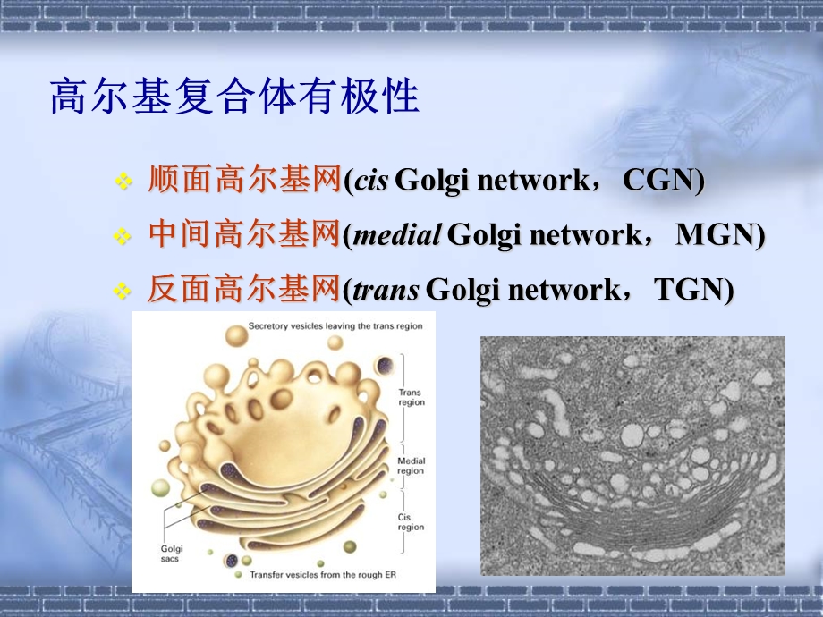 最新：医学细胞生物学细胞质和细胞器第五讲赵崴文档资料.ppt_第2页