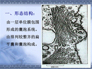 最新：医学细胞生物学细胞质和细胞器第五讲赵崴文档资料.ppt