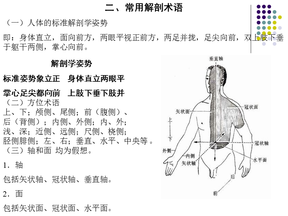 最新人体解剖学全副本PPT文档.ppt_第2页