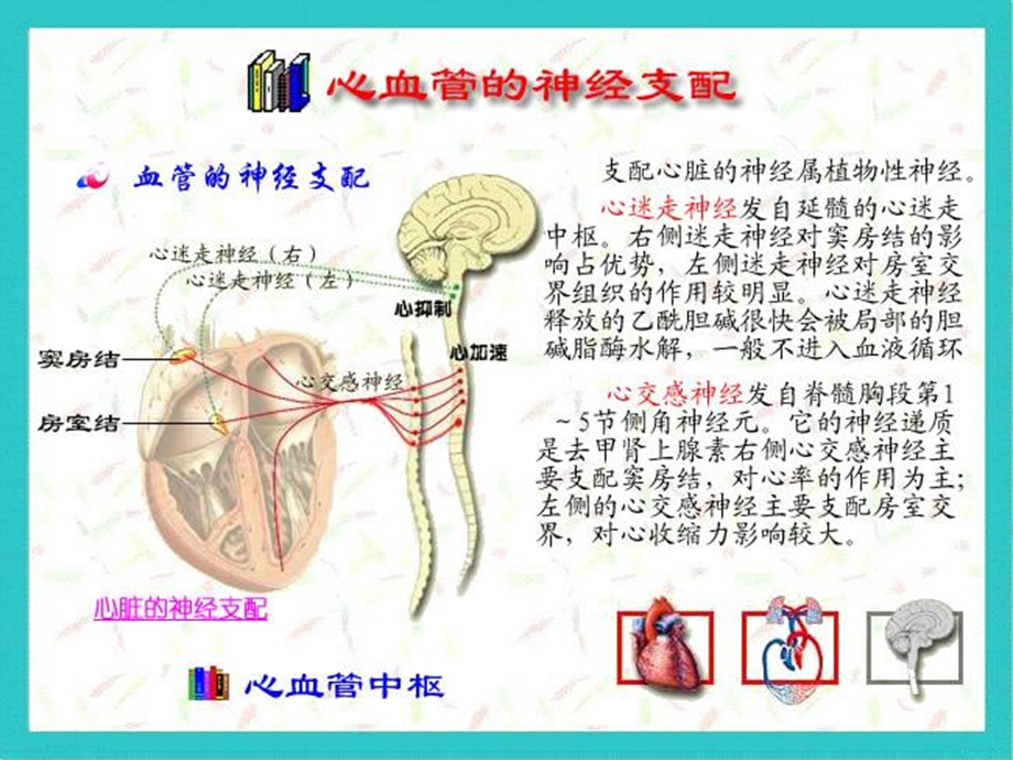 最新kong心血管活动的反射性调节PPT文档.ppt_第3页