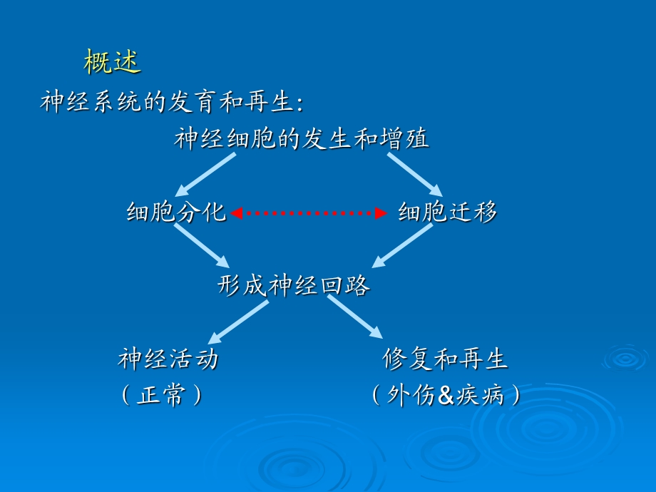 sjc神经系统发育PPT课件.ppt_第1页