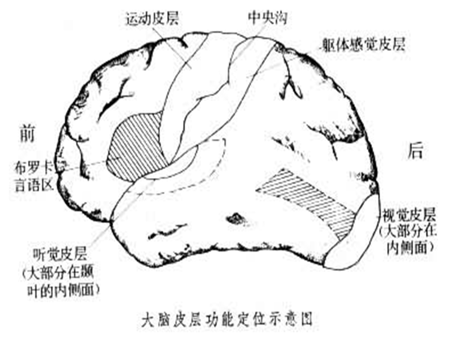 最新：2记忆的神经生理23文档资料.ppt_第3页