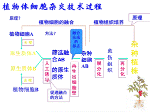 动物体细胞杂交技术过程1精选文档.ppt