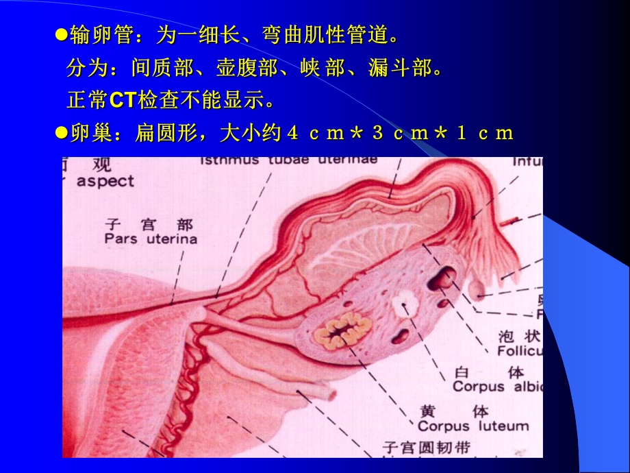 子宫、卵巢的解剖与常见病变PPT课件.ppt_第3页