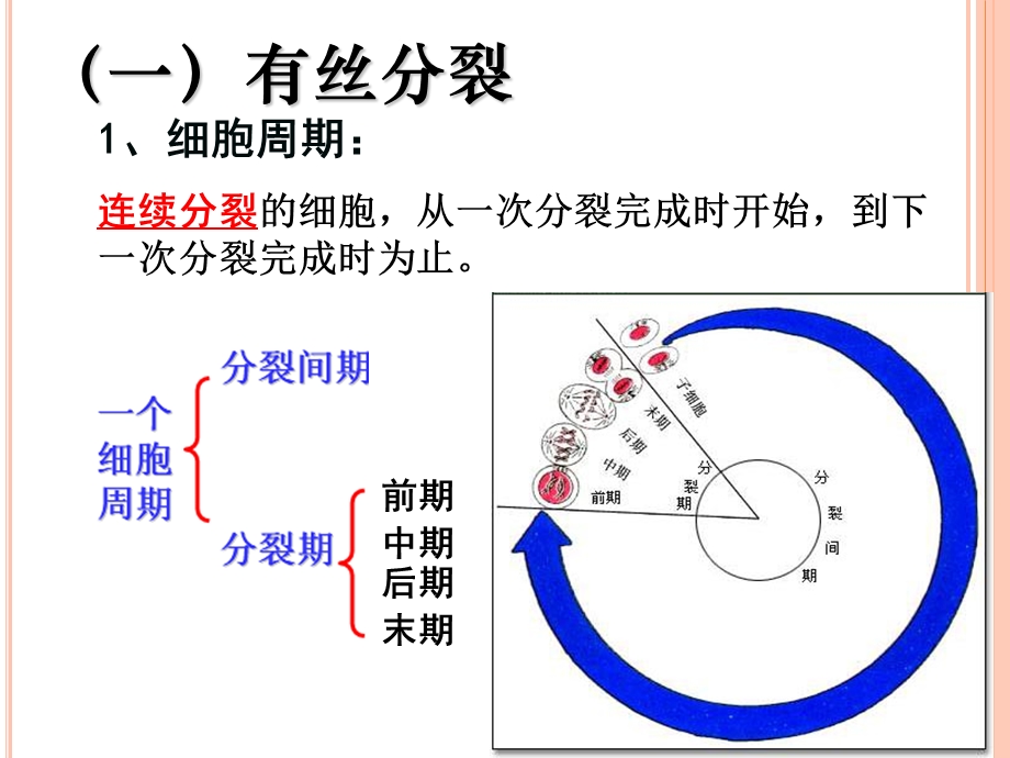 51细胞增殖精选文档.ppt_第2页